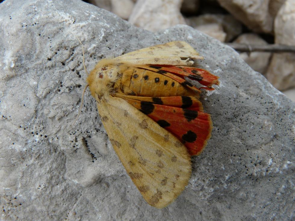 Melitaea? Rhyparia purp.? Ochlodes venatus?